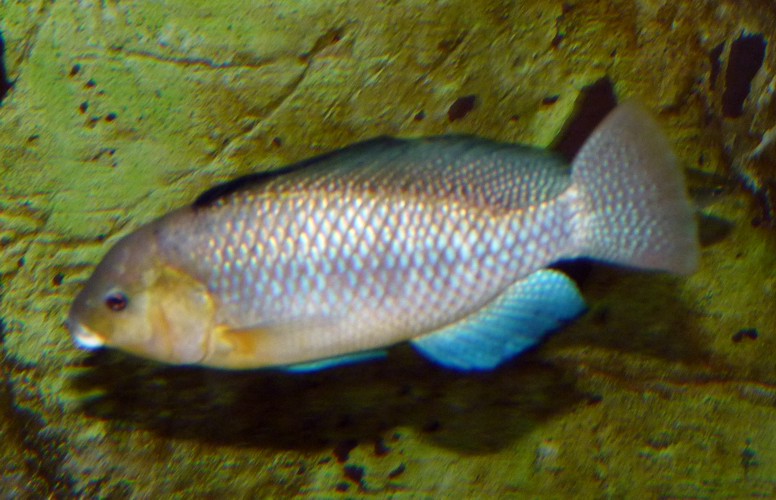 Alcolapia alcalica