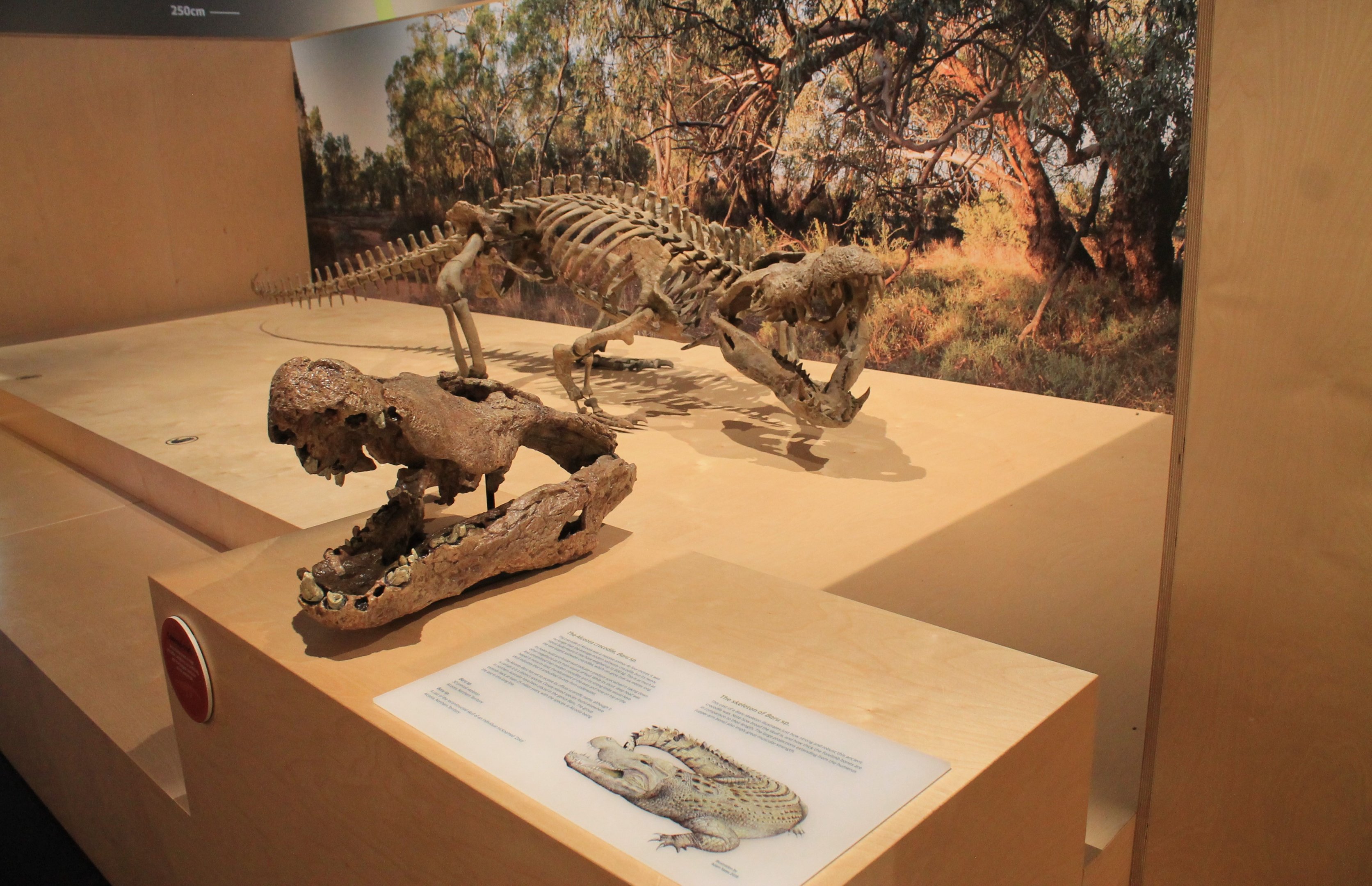 Alcoota Crocodile Baru sp - Megafauna Central museum