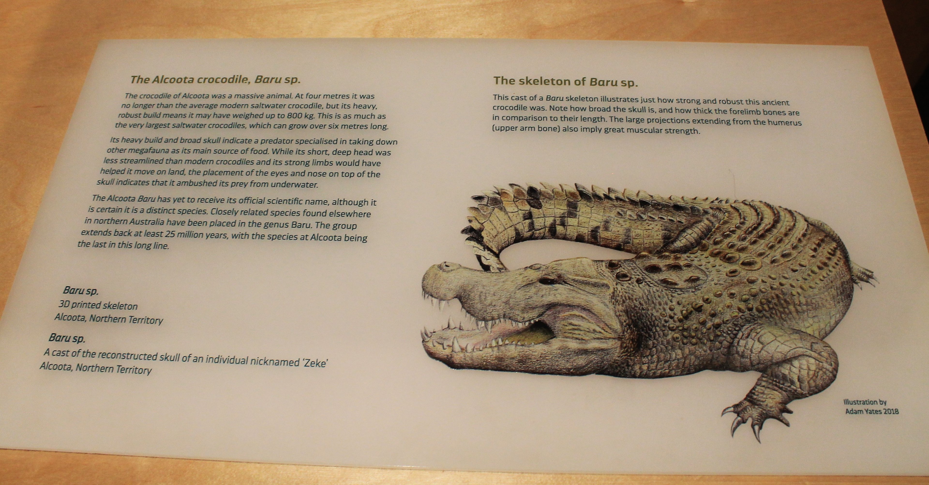 Alcoota Crocodile Baru sp. signage - Megafauna Central museum