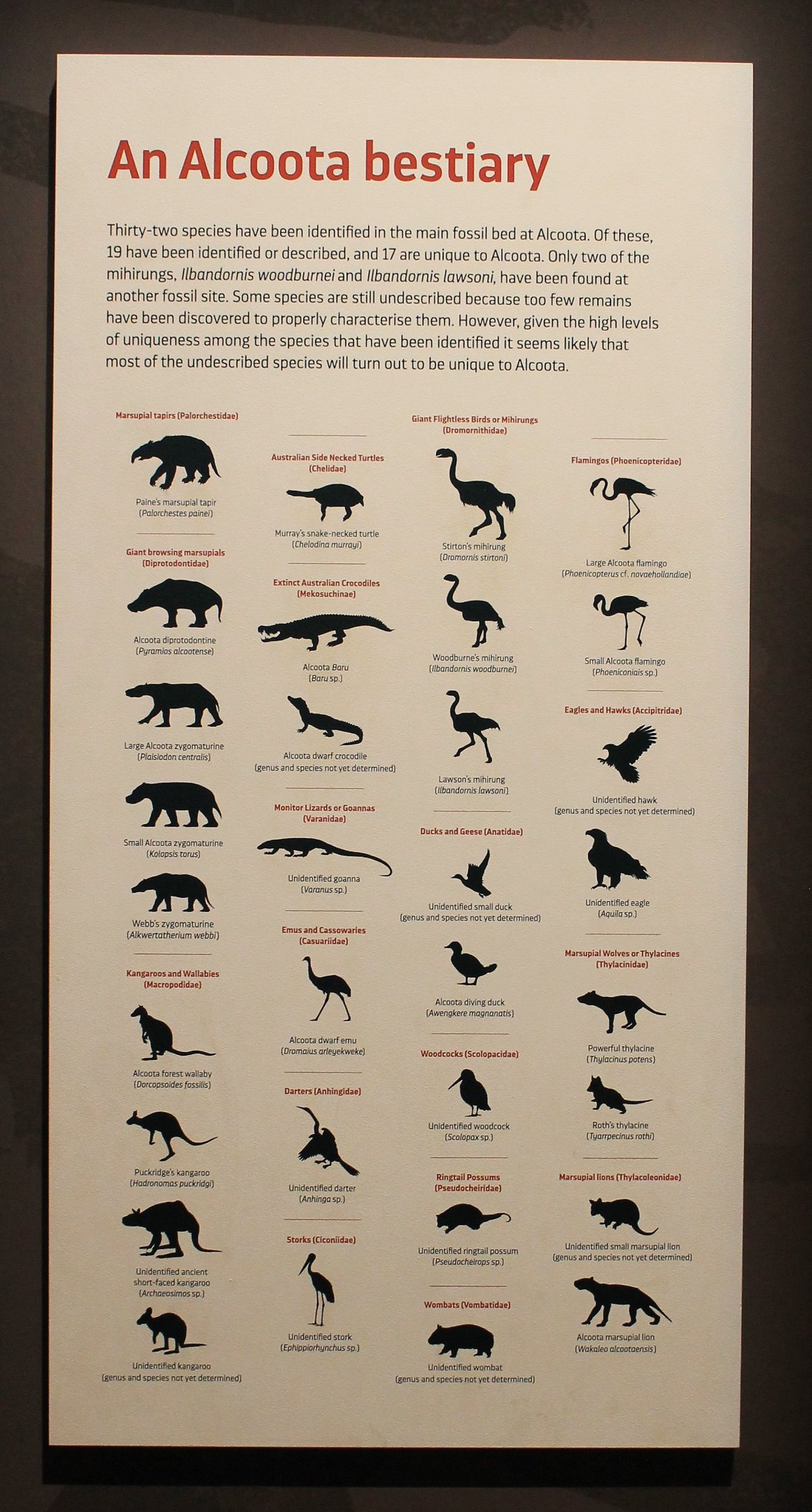 Alcoota species list -Megafauna Central museum