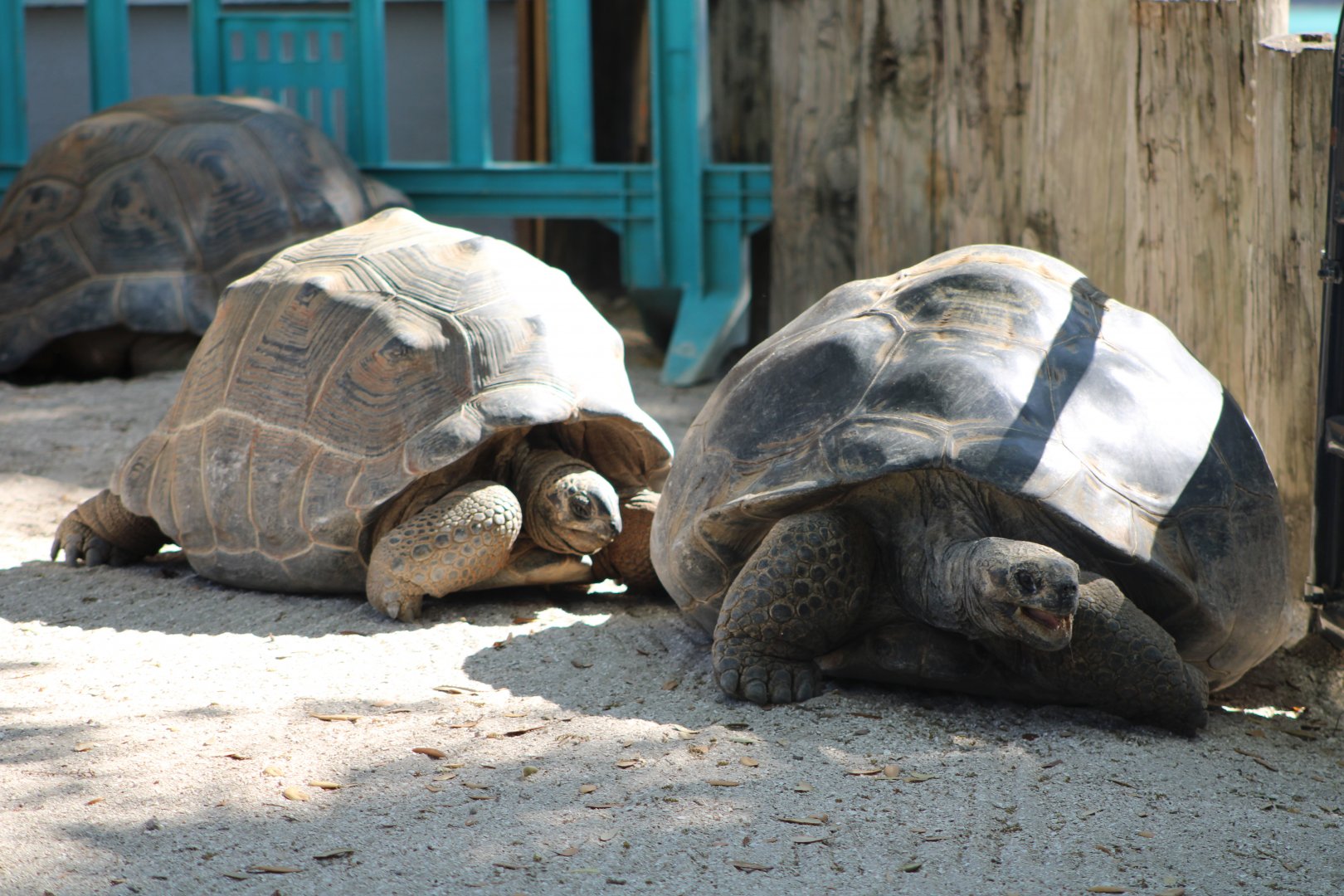 Aldabra (A. gigantea) + Galapagos Giant Tortoises (C. niger ssp.)