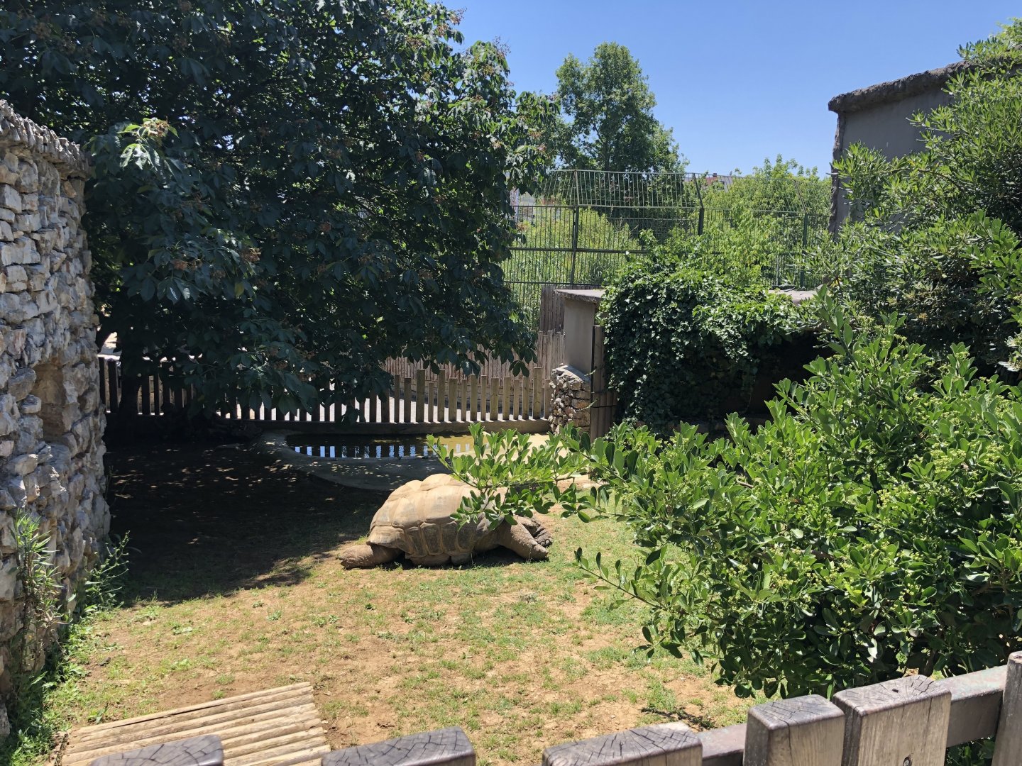 Aldabra and African spurred tortoise exhibit