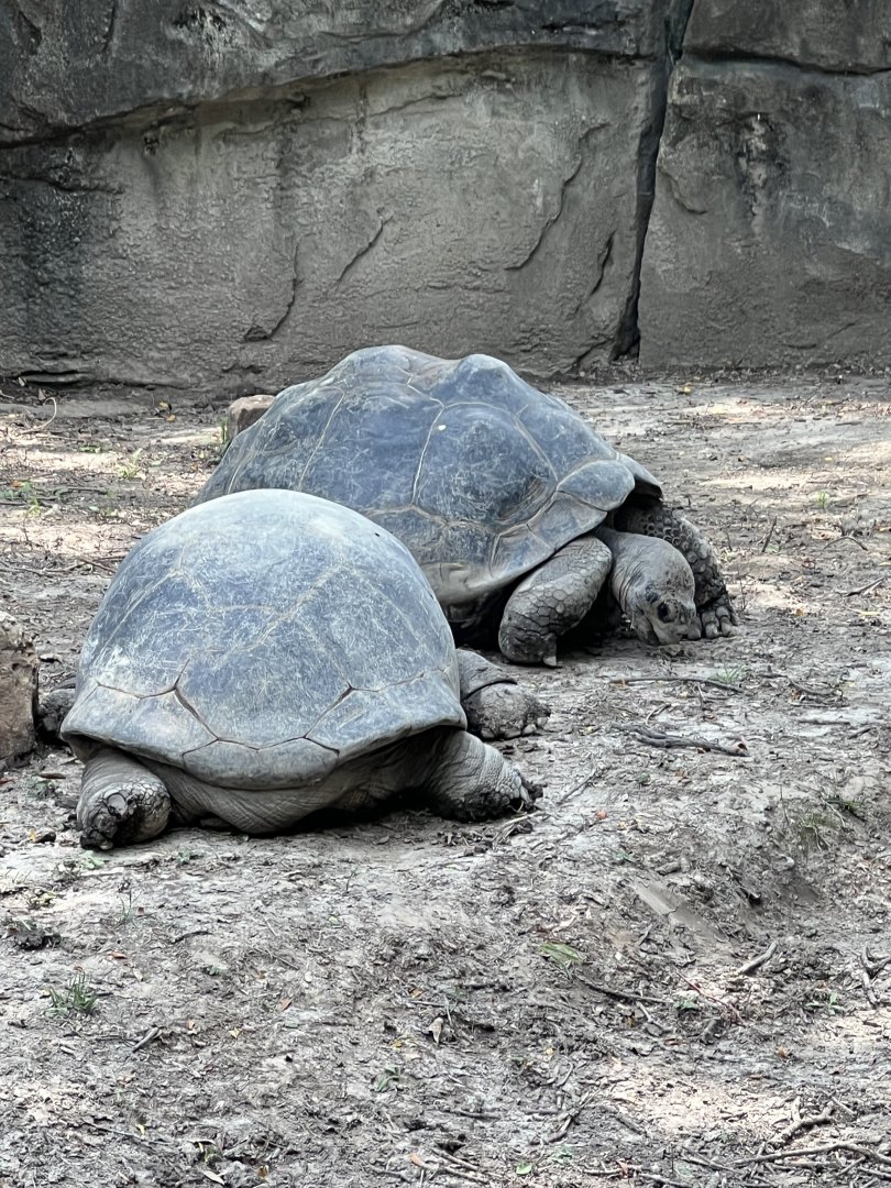 Aldabra and Galapagos Giant Tortoises
