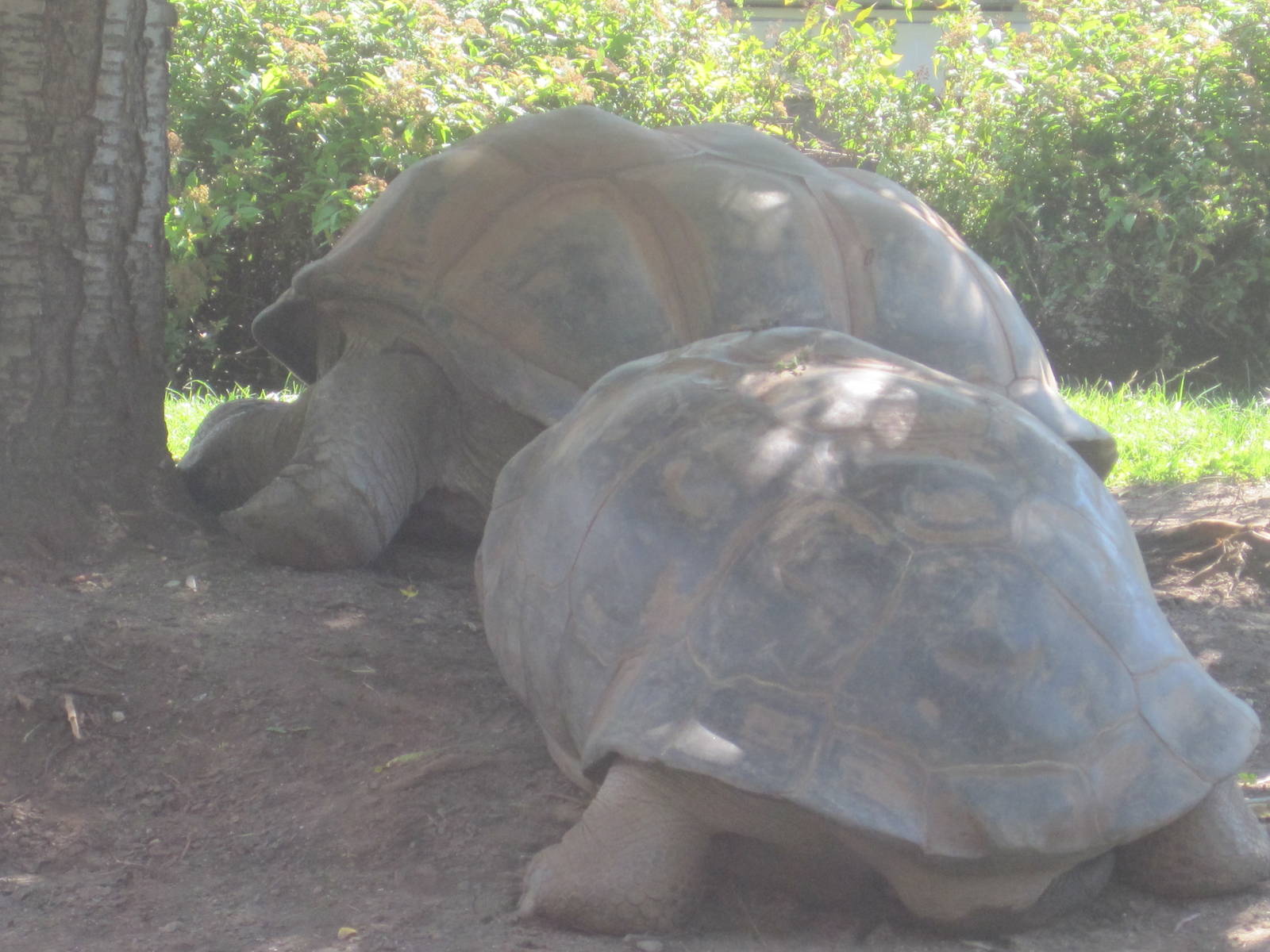 Aldabra and Galapagos Tortoise