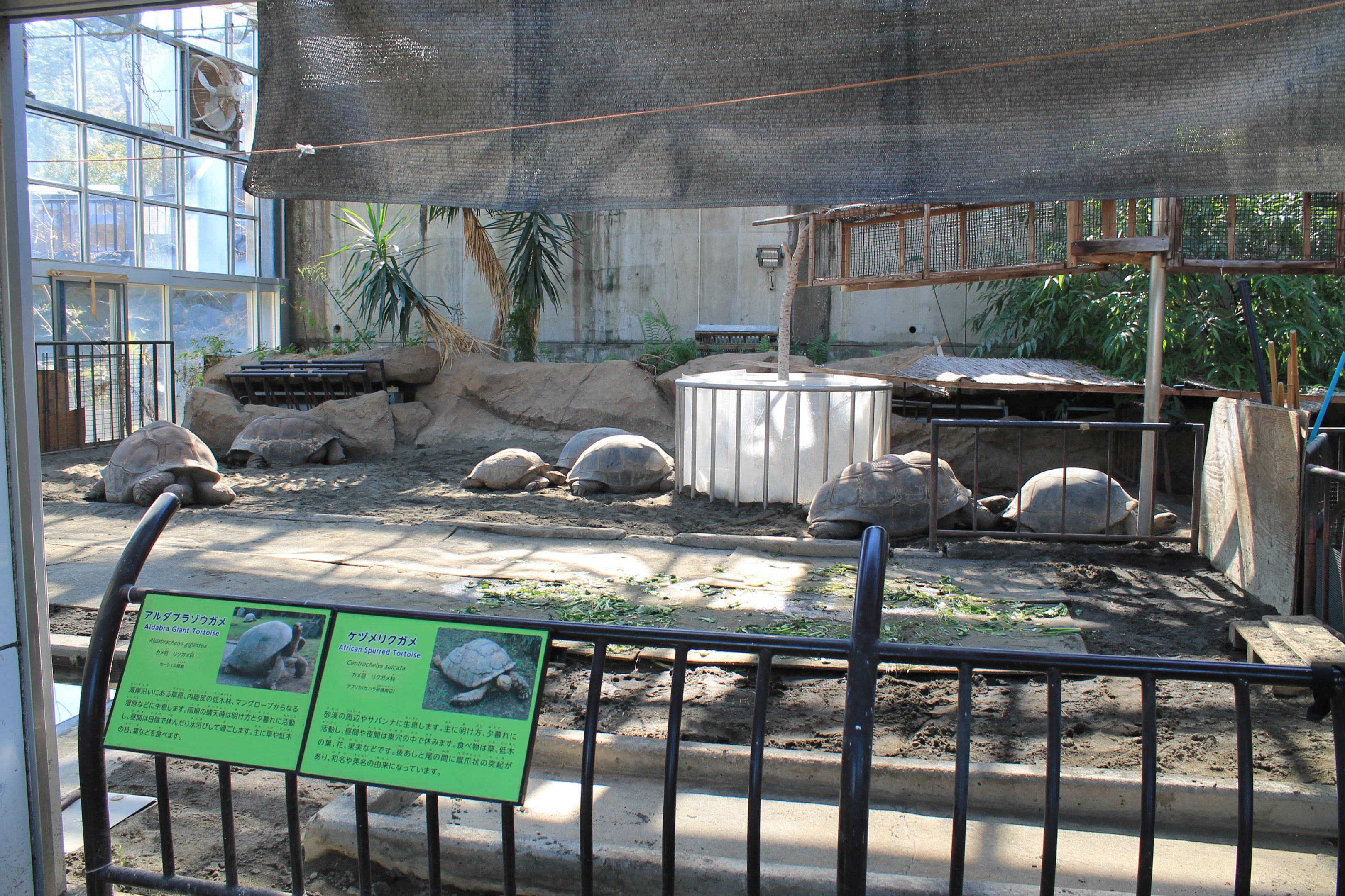 Aldabra and Spurred Tortoises - Oshima Park Zoo