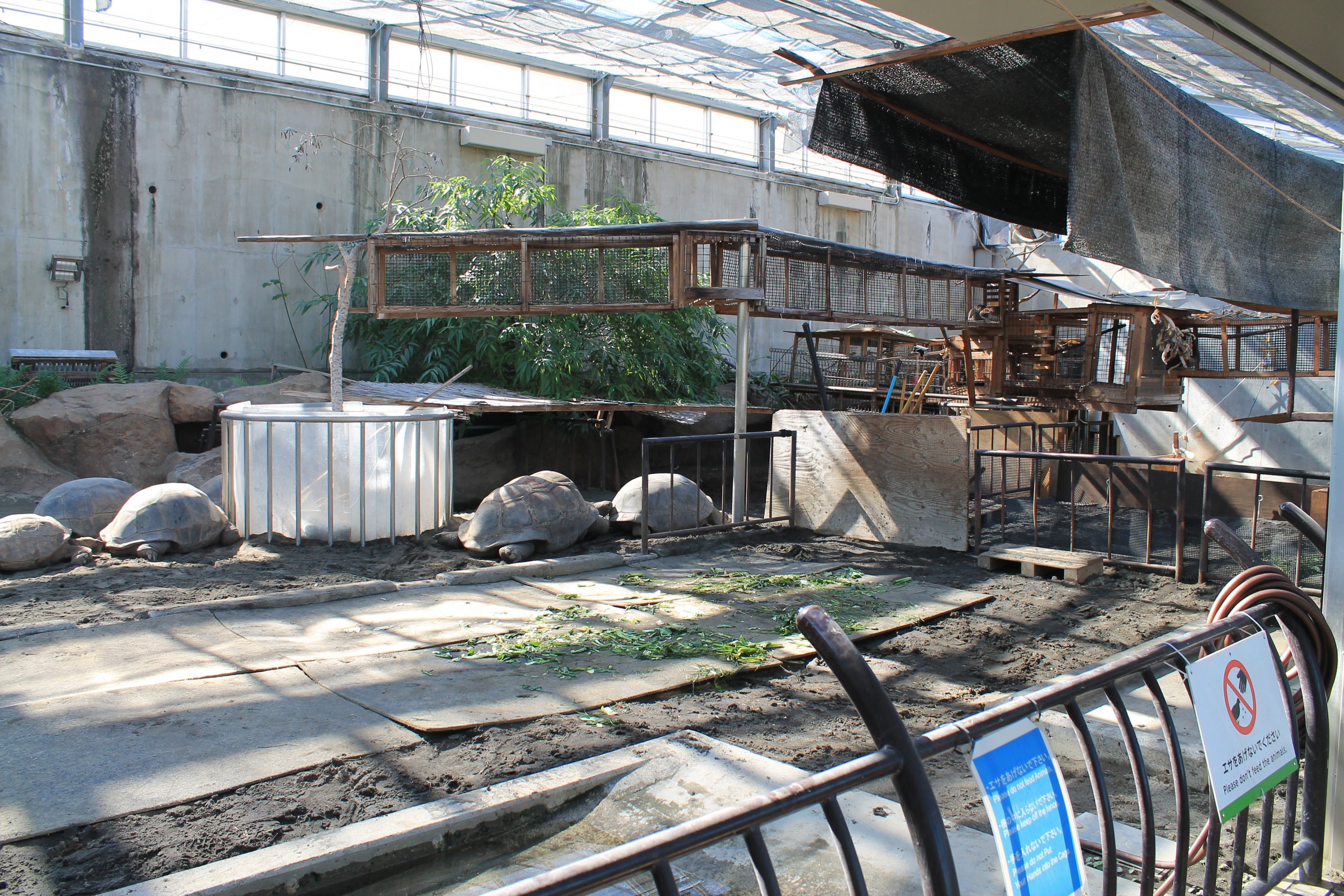 Aldabra and Spurred Tortoises - Oshima Park Zoo