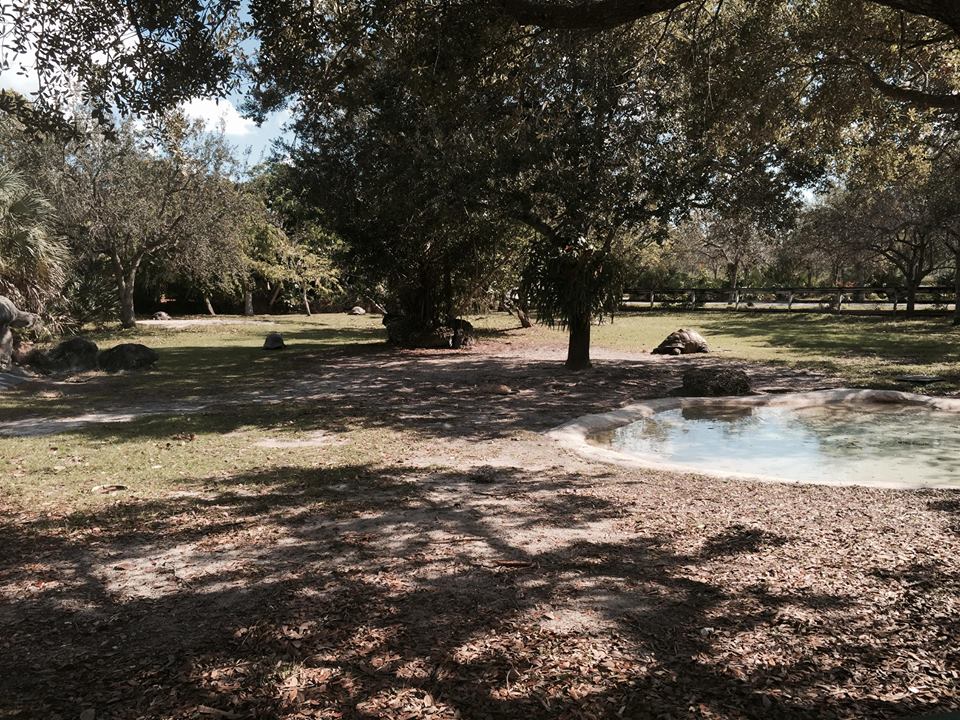 Aldabra/Galapagos Tortoise