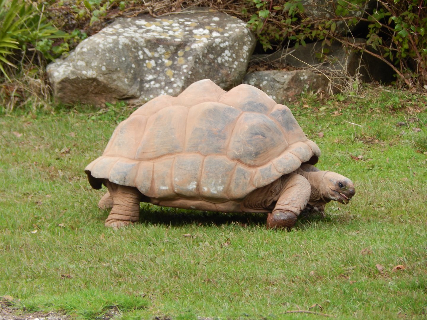 Aldabra giant tortoise 201121