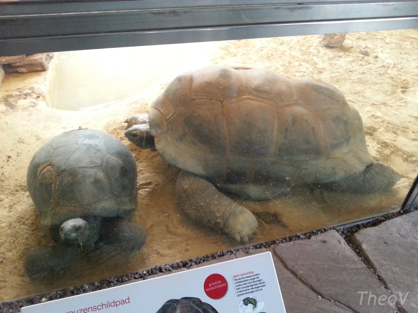 Aldabra giant tortoise [2014]