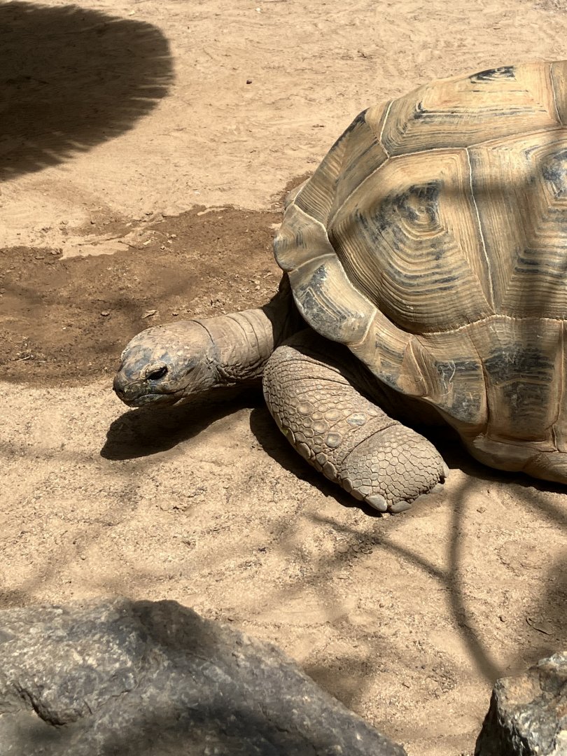 Aldabra giant tortoise, 28/3/2024