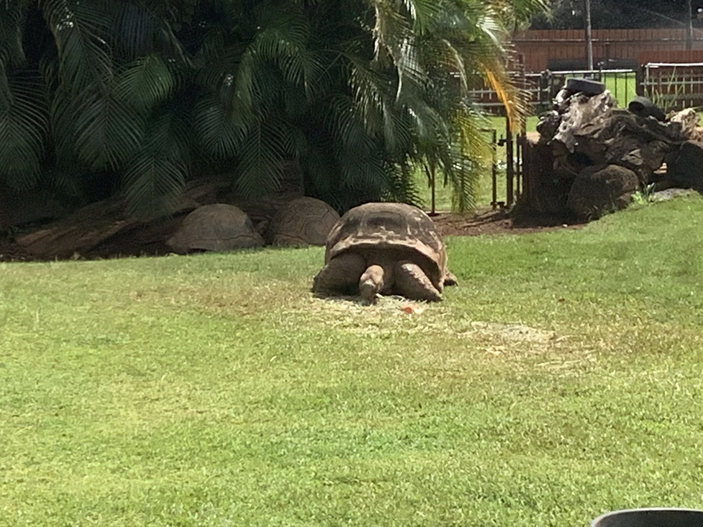 Aldabra Giant Tortoise 3/25/23