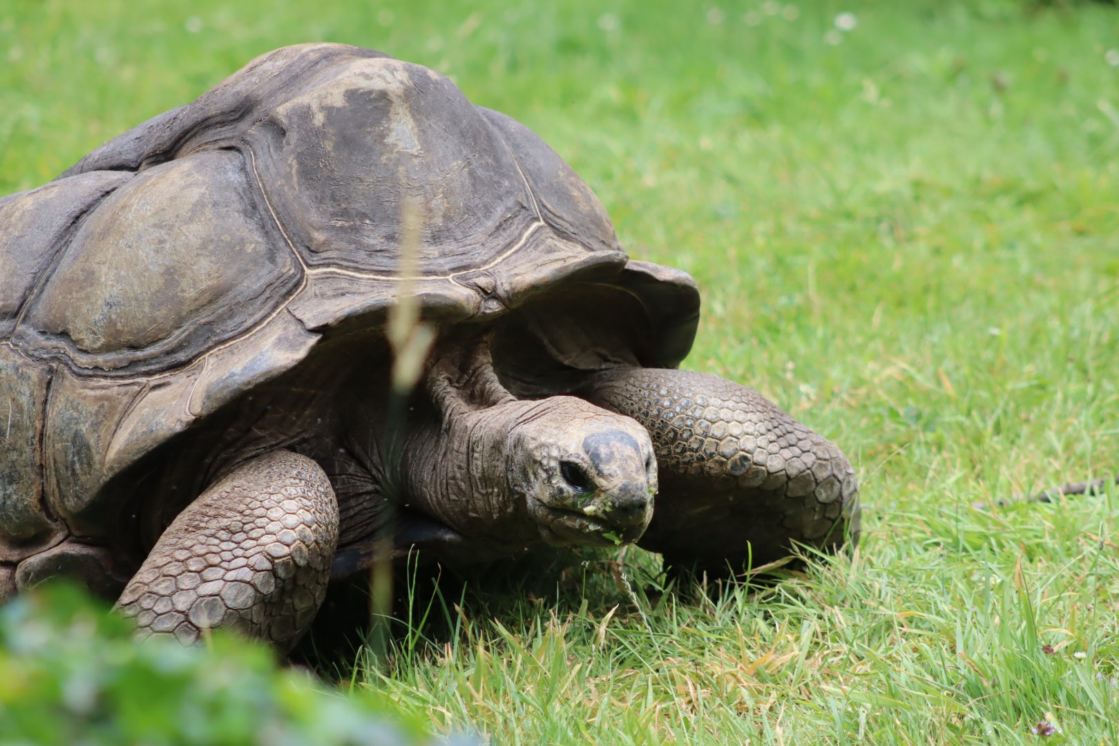 Aldabra Giant Tortoise - 6th July 2024