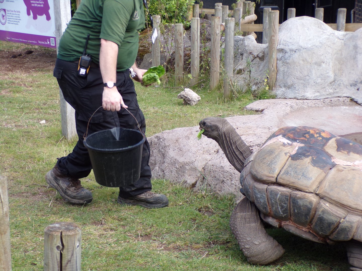 Aldabra giant tortoise 7.7.24