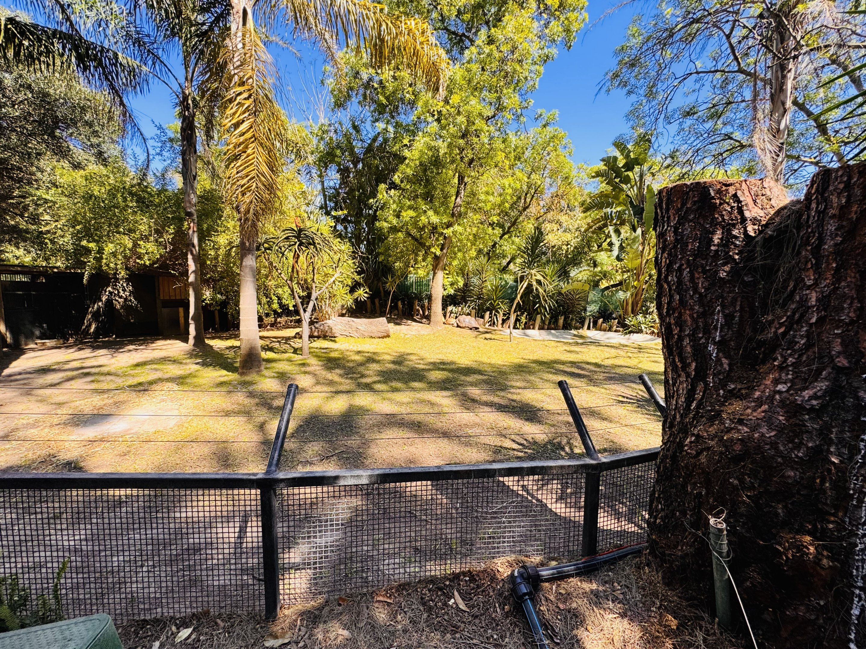 Aldabra Giant tortoise/African spurred tortoise enclosure