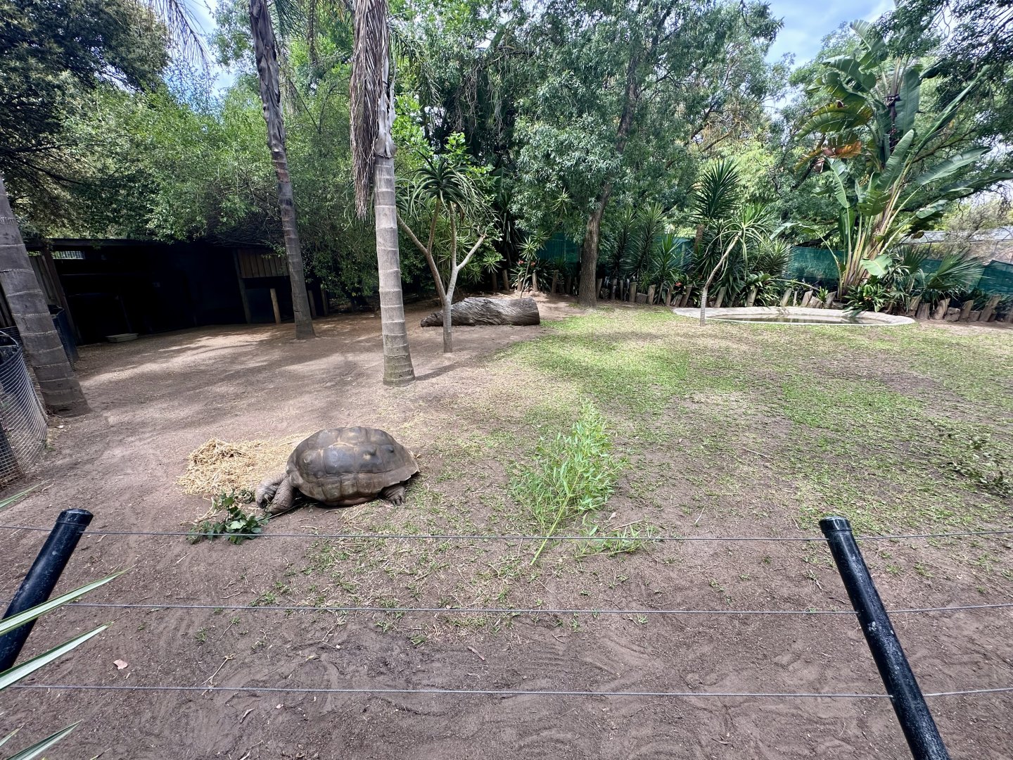 Aldabra Giant Tortoise/African Spurred Tortoise Exhibit