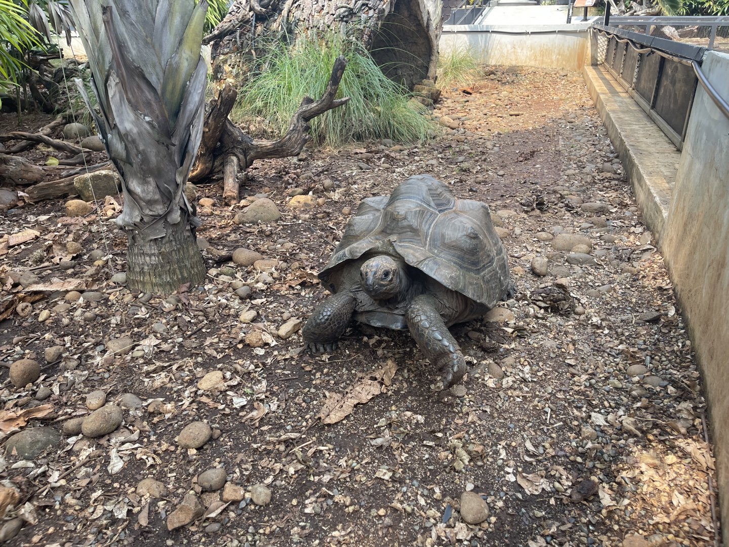 aldabra giant tortoise (aldabrachelys gigantea) (1) - museum komodo