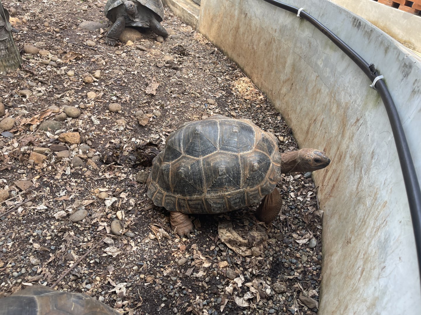 aldabra giant tortoise (aldabrachelys gigantea) (2) - museum komodo