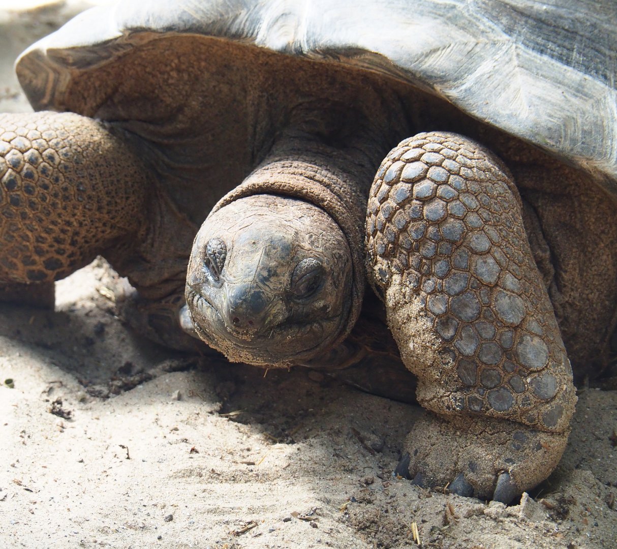 Aldabra giant tortoise (Aldabrachelys gigantea), 2022-06-28