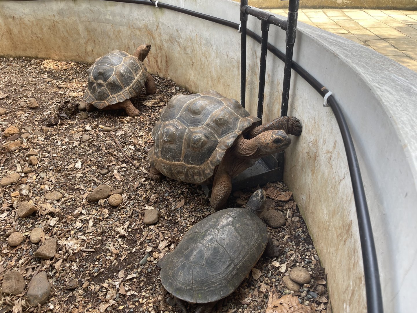 aldabra giant tortoise (aldabrachelys gigantea) (3) - museum komodo