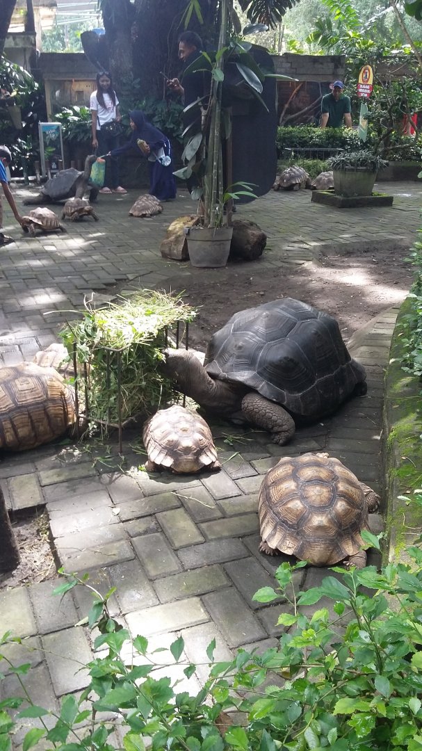 Aldabra giant tortoise (Aldabrachelys gigantea) and African spurred tortoise
