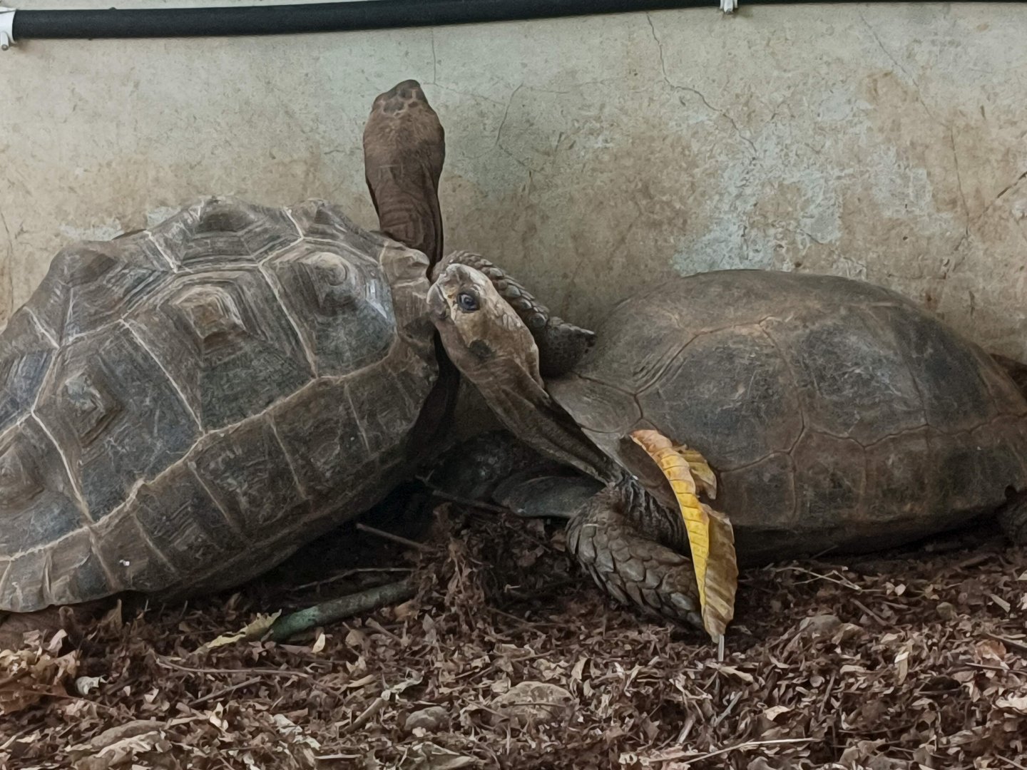 Aldabra Giant Tortoise (Aldabrachelys gigantea) and Asian Forest Tortoise (Manouria emys)