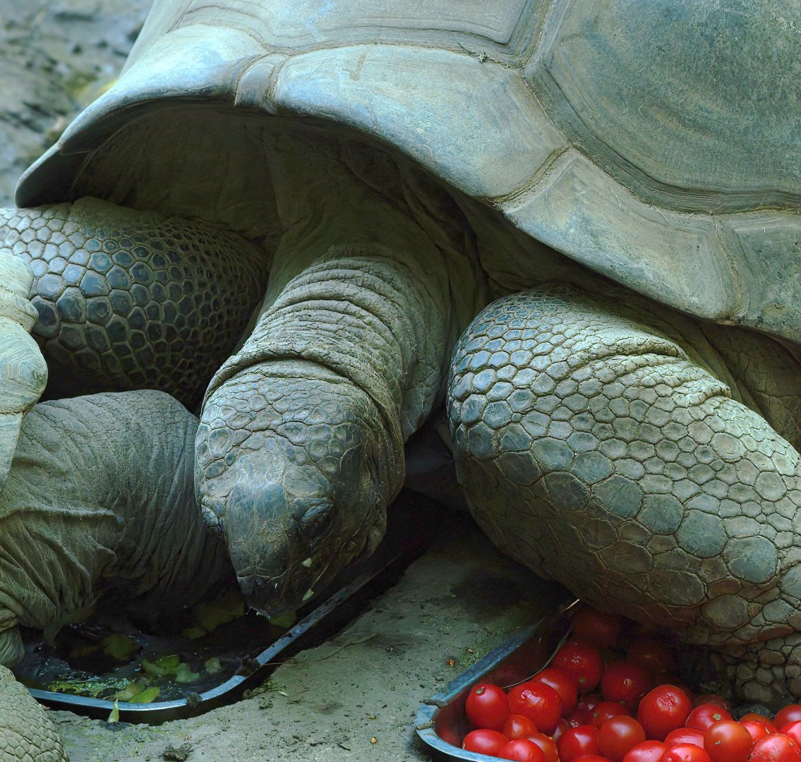 Aldabra giant tortoise (Aldabrachelys gigantea gigantea), 2008-08-06