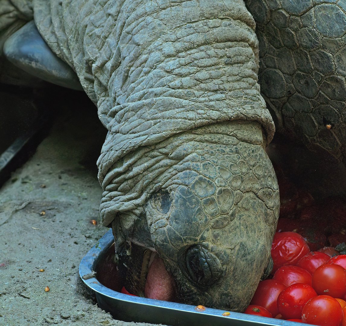 Aldabra giant tortoise (Aldabrachelys gigantea gigantea), 2008-08-06