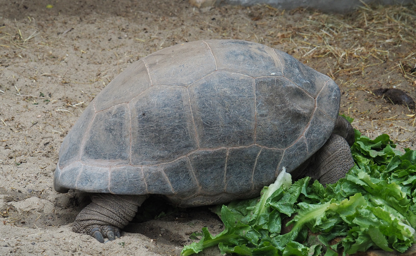 Aldabra giant tortoise (Aldabrachelys gigantea gigantea), 2020-09-03