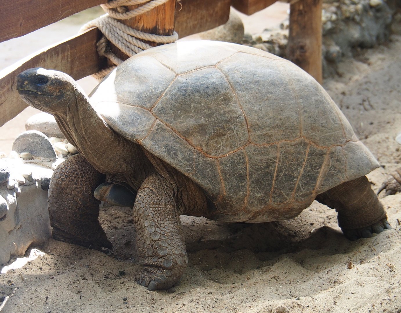 Aldabra giant tortoise (Aldabrachelys gigantea gigantea), 2021-09-03