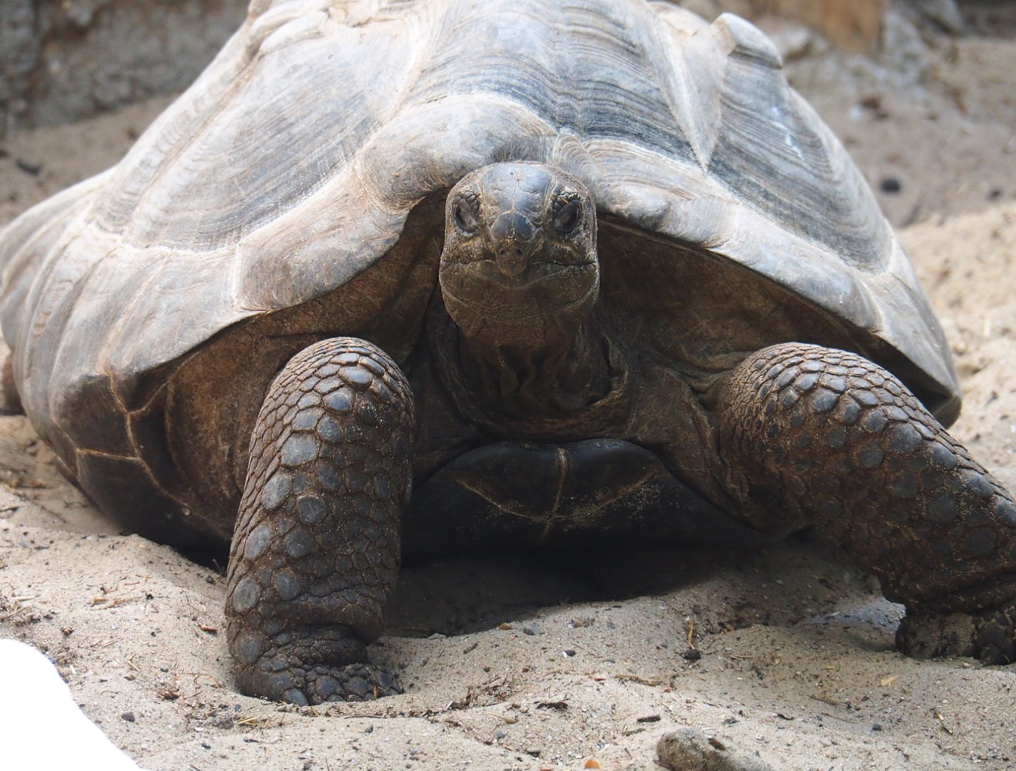 Aldabra giant tortoise (Aldabrachelys gigantea gigantea), 2021-09-03