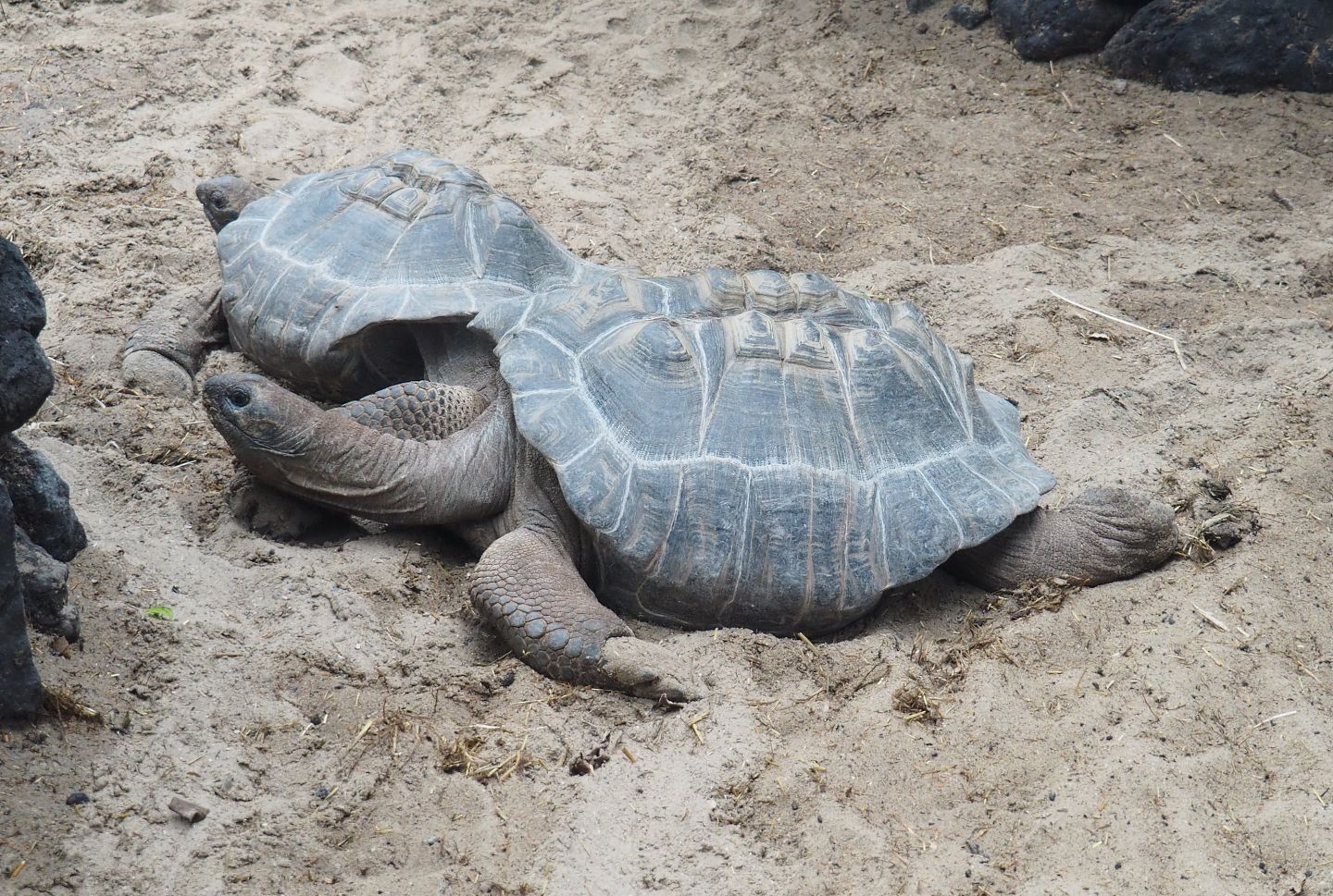 Aldabra giant tortoise (Aldabrachelys gigantea gigantea), 2022-09-14