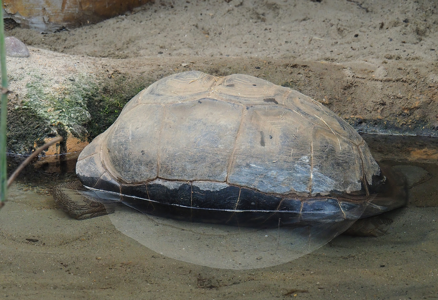 Aldabra giant tortoise (Aldabrachelys gigantea gigantea), 2023-05-15