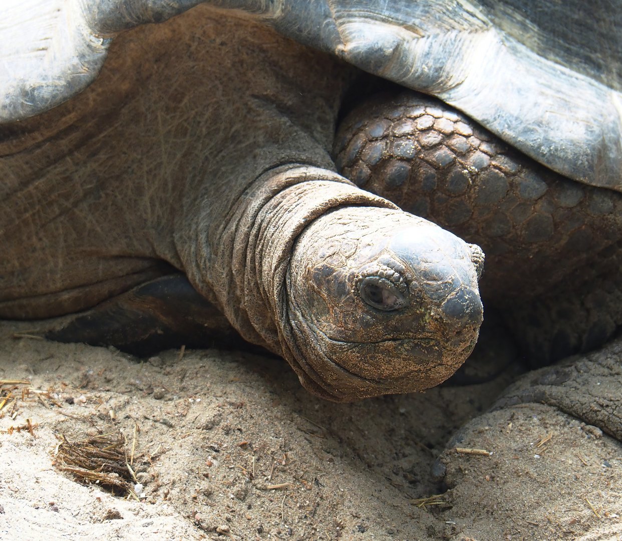 Aldabra giant tortoise (Aldabrachelys gigantea gigantea), 2023-05-16
