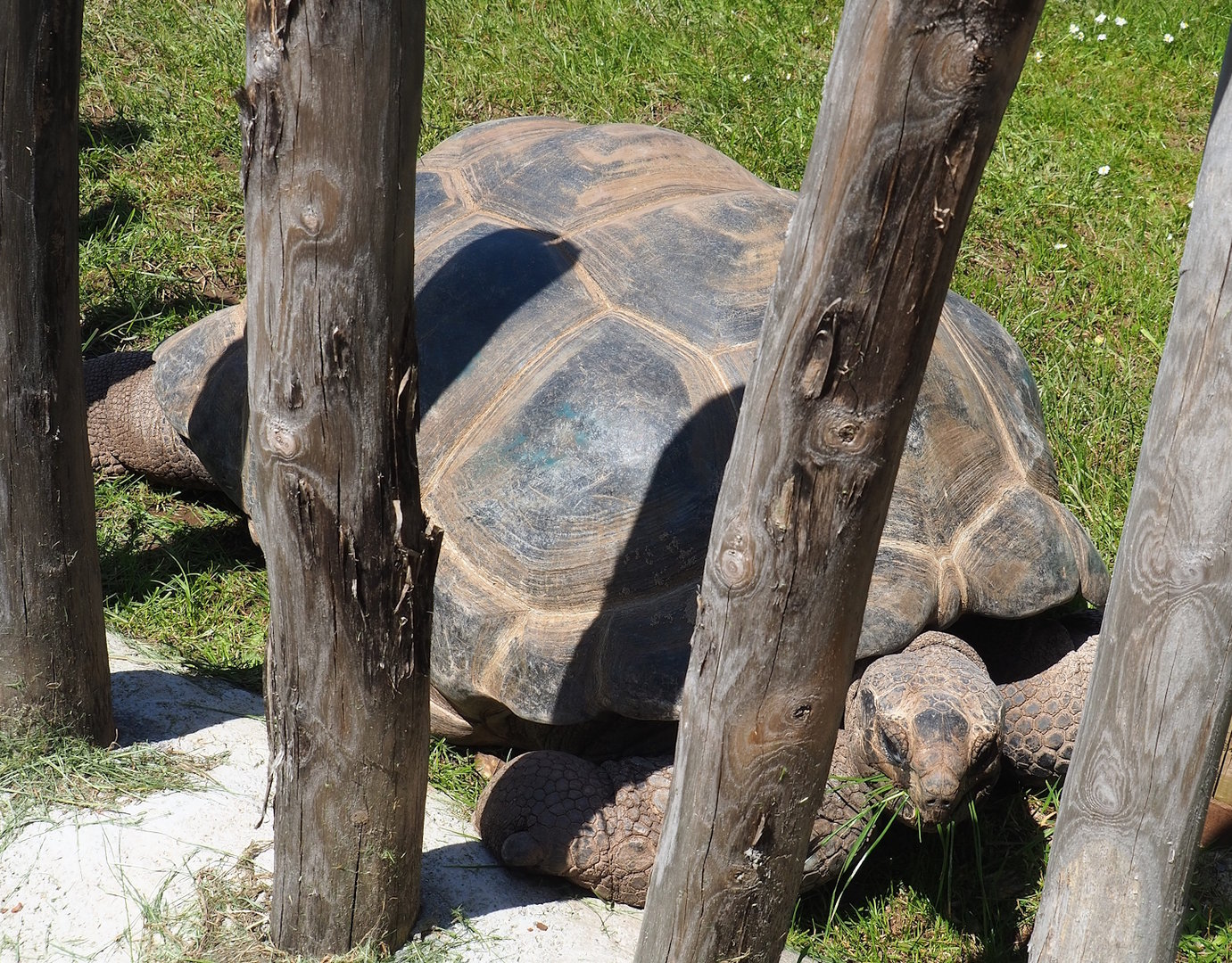 Aldabra giant tortoise (Aldabrachelys gigantea gigantea), 2023-05-19