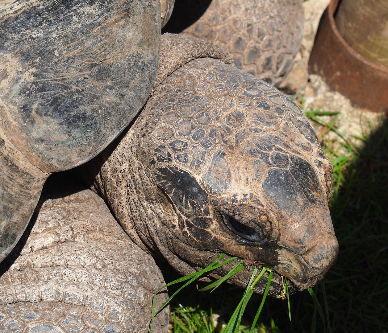 Aldabra giant tortoise (Aldabrachelys gigantea gigantea), 2023-05-19