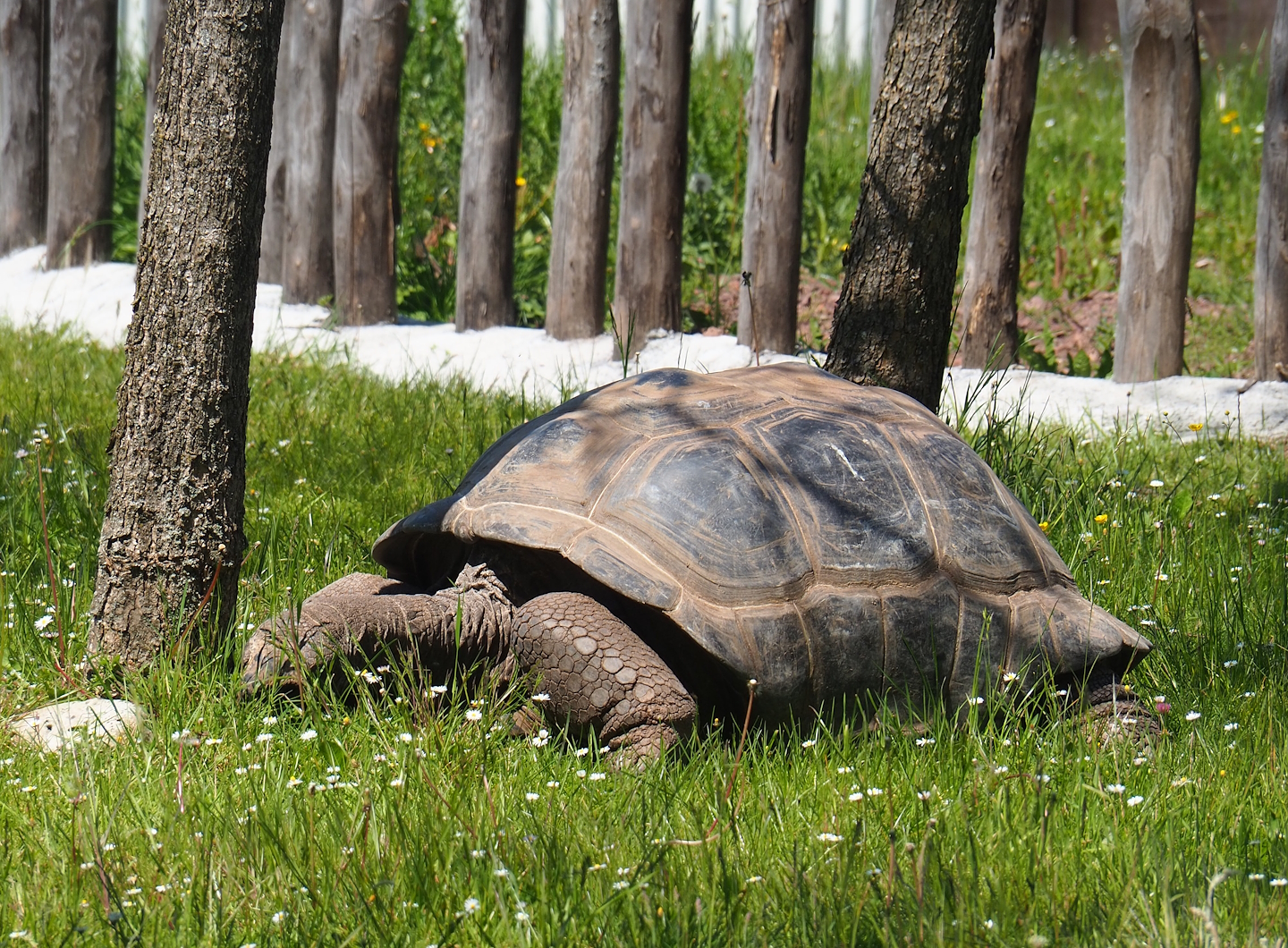 Aldabra giant tortoise (Aldabrachelys gigantea gigantea), 2023-05-19