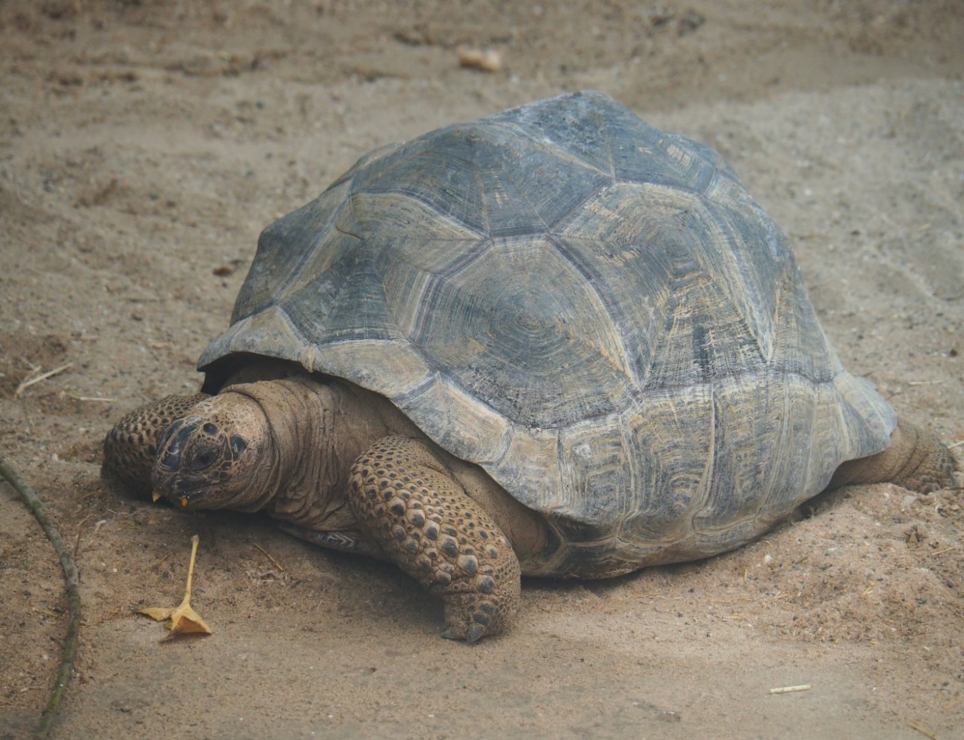 Aldabra giant tortoise (Aldabrachelys gigantea gigantea), 2023-08-17