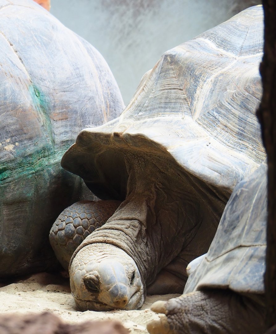 Aldabra giant tortoise (Aldabrachelys gigantea gigantea), 2023-09-24