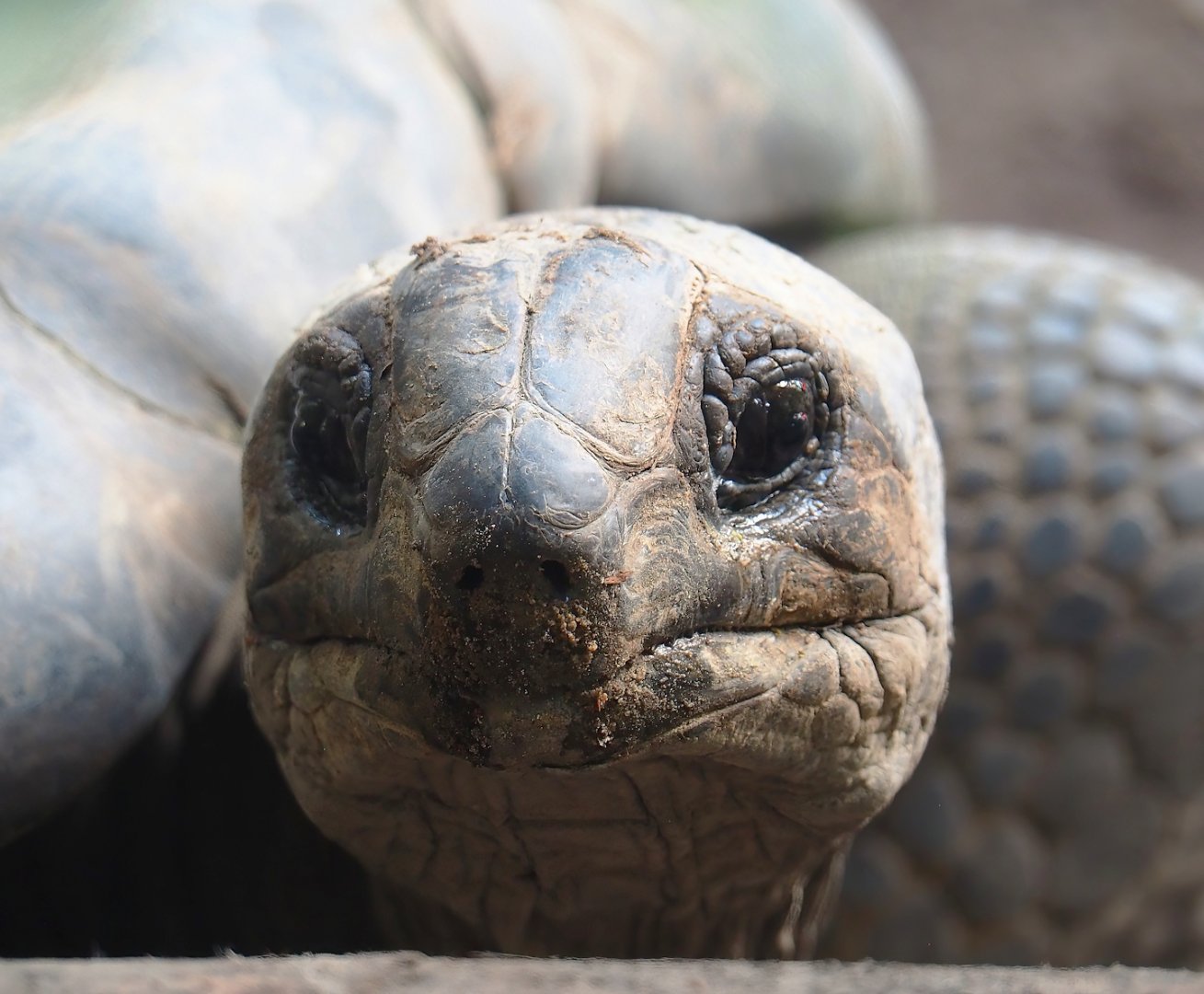 Aldabra giant tortoise (Aldabrachelys gigantea gigantea), 2023-09-24