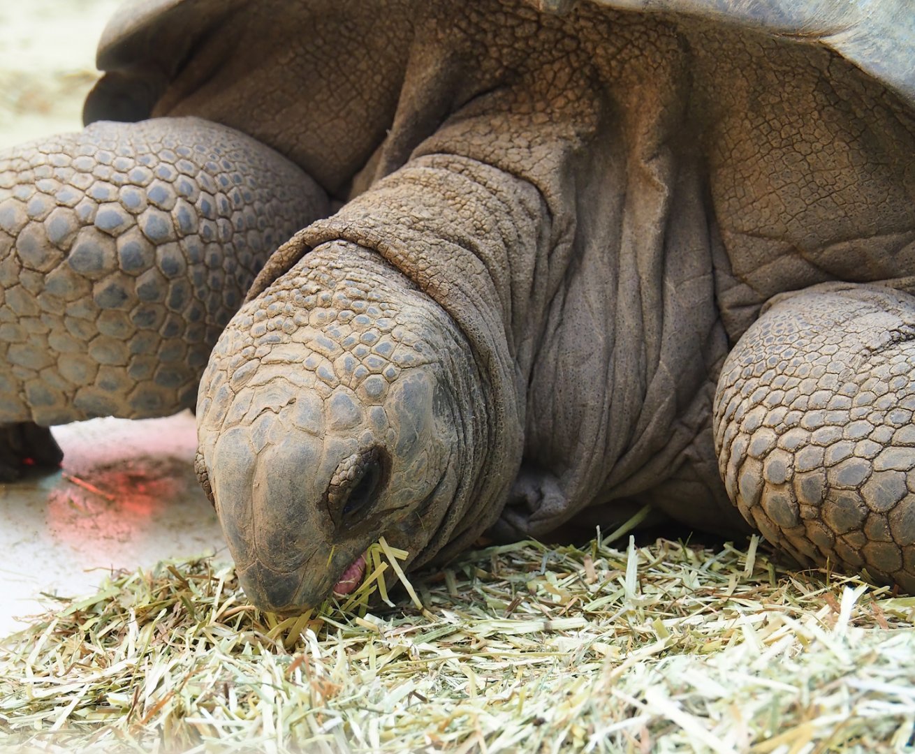 Aldabra giant tortoise (Aldabrachelys gigantea gigantea), 2023-09-24