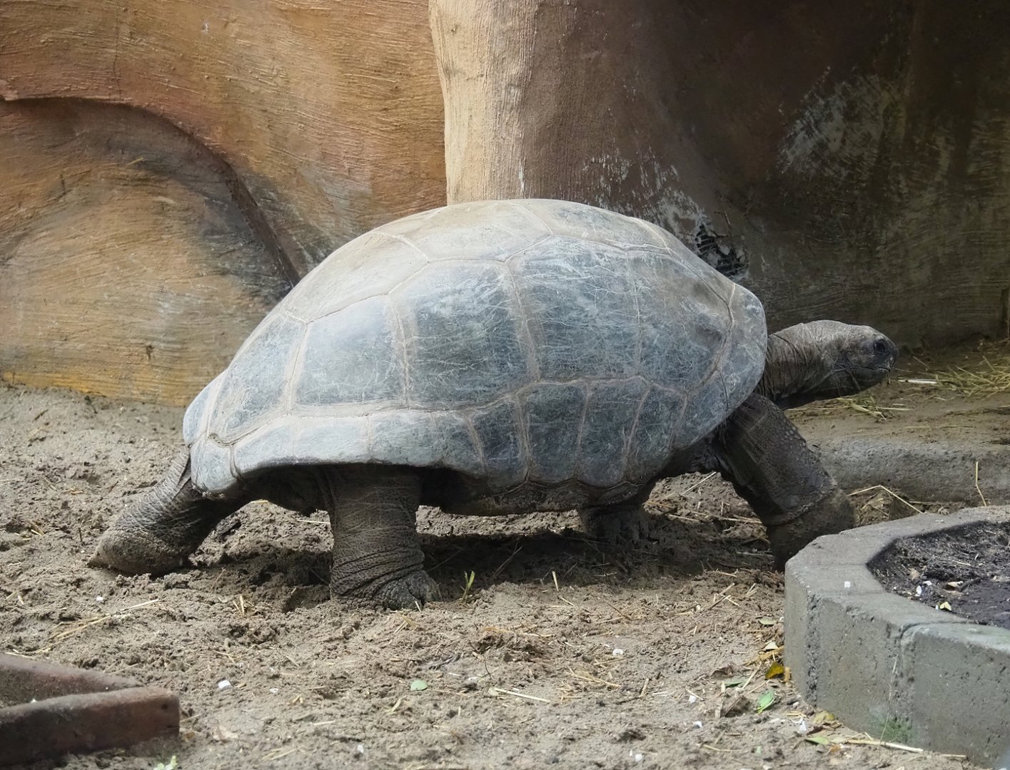 Aldabra giant tortoise (Aldabrachelys gigantea gigantea), 2023-10-13