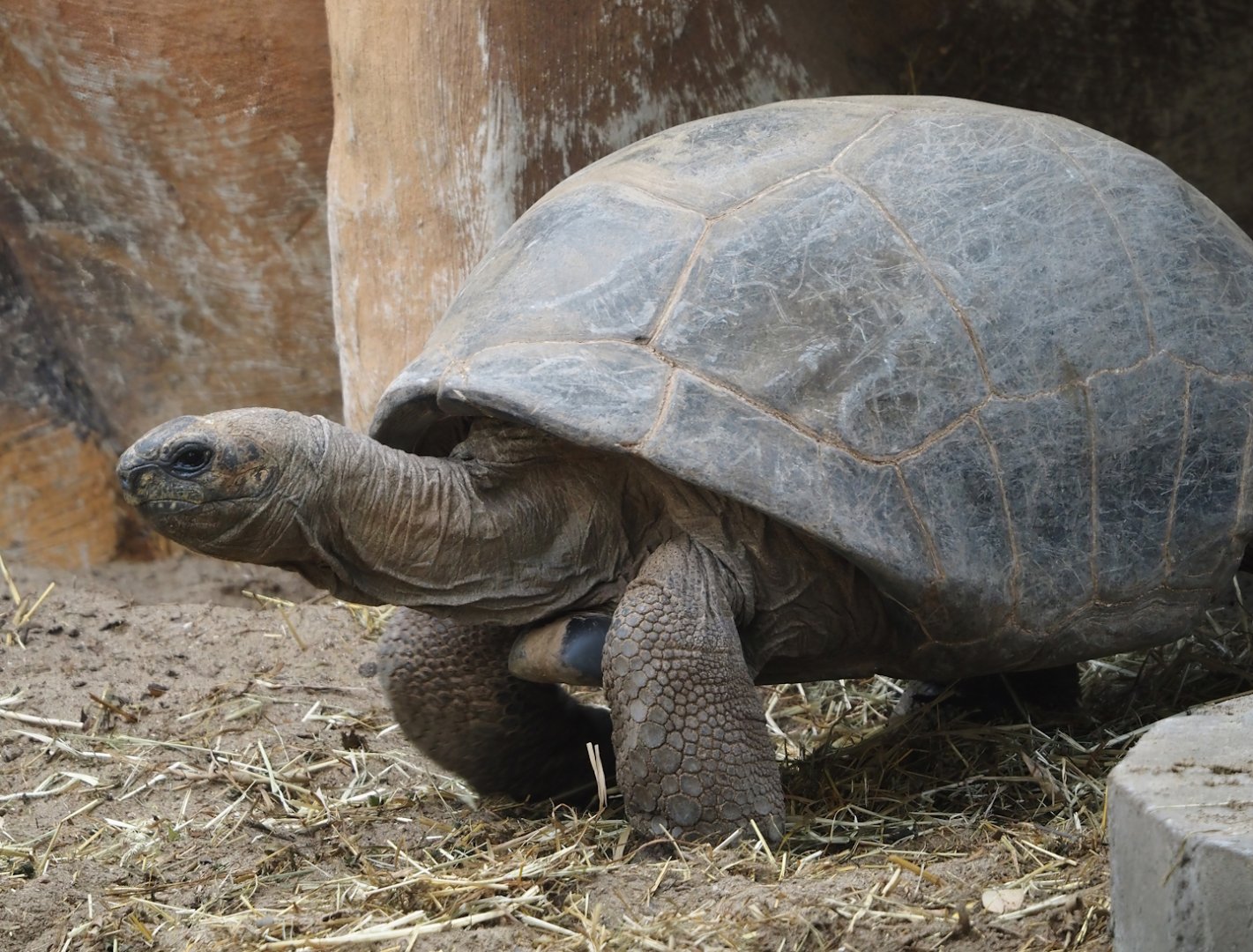 Aldabra giant tortoise (Aldabrachelys gigantea gigantea), 2024-09-17