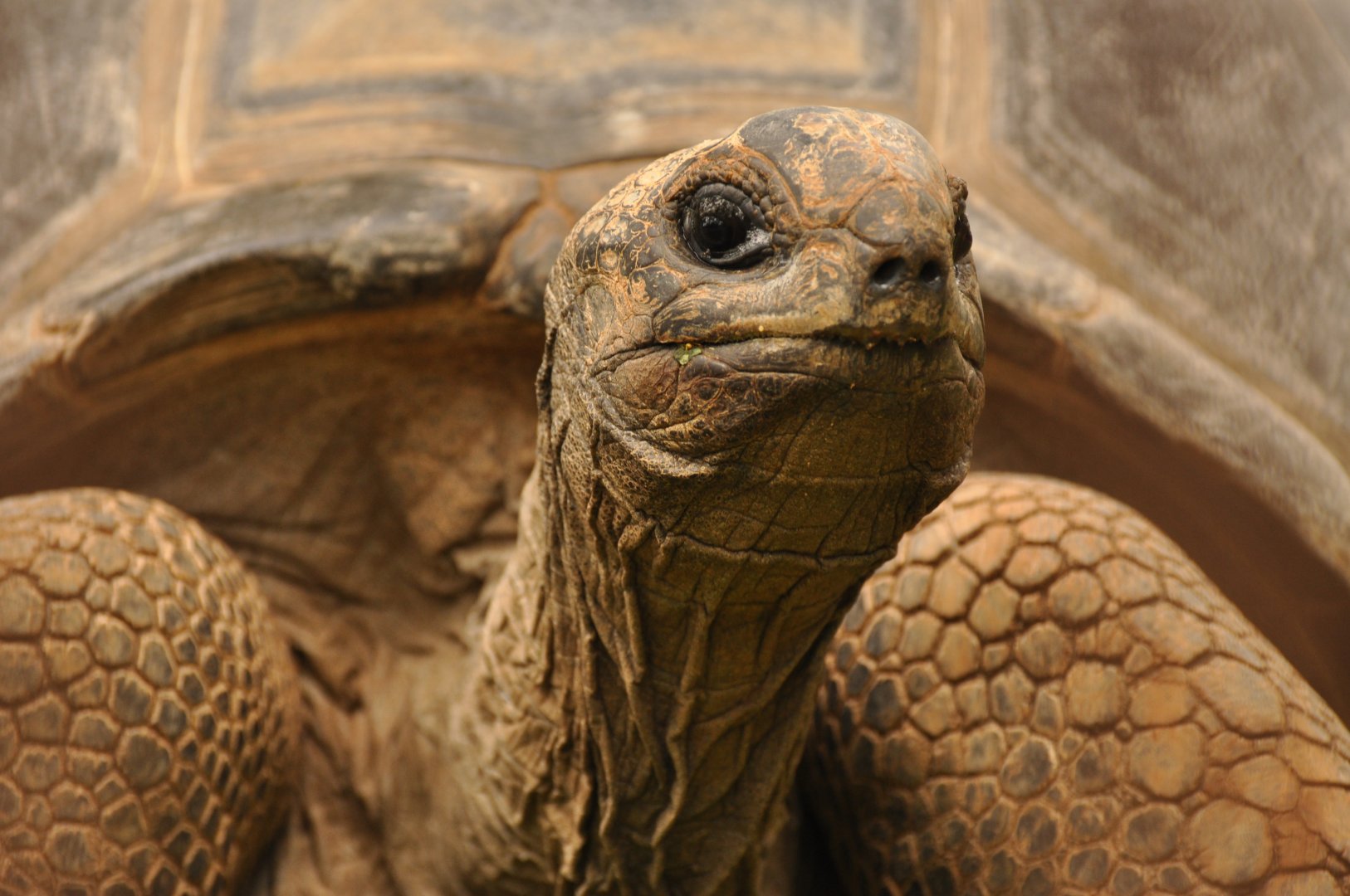 Aldabra giant tortoise (Aldabrachelys gigantea gigantea)