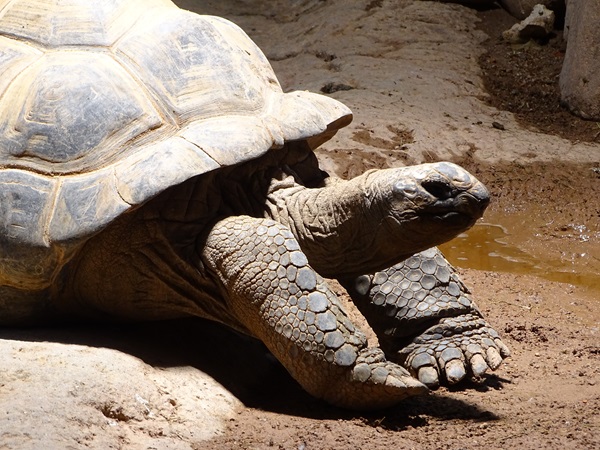Aldabra giant tortoise (Aldabrachelys gigantea gigantea)