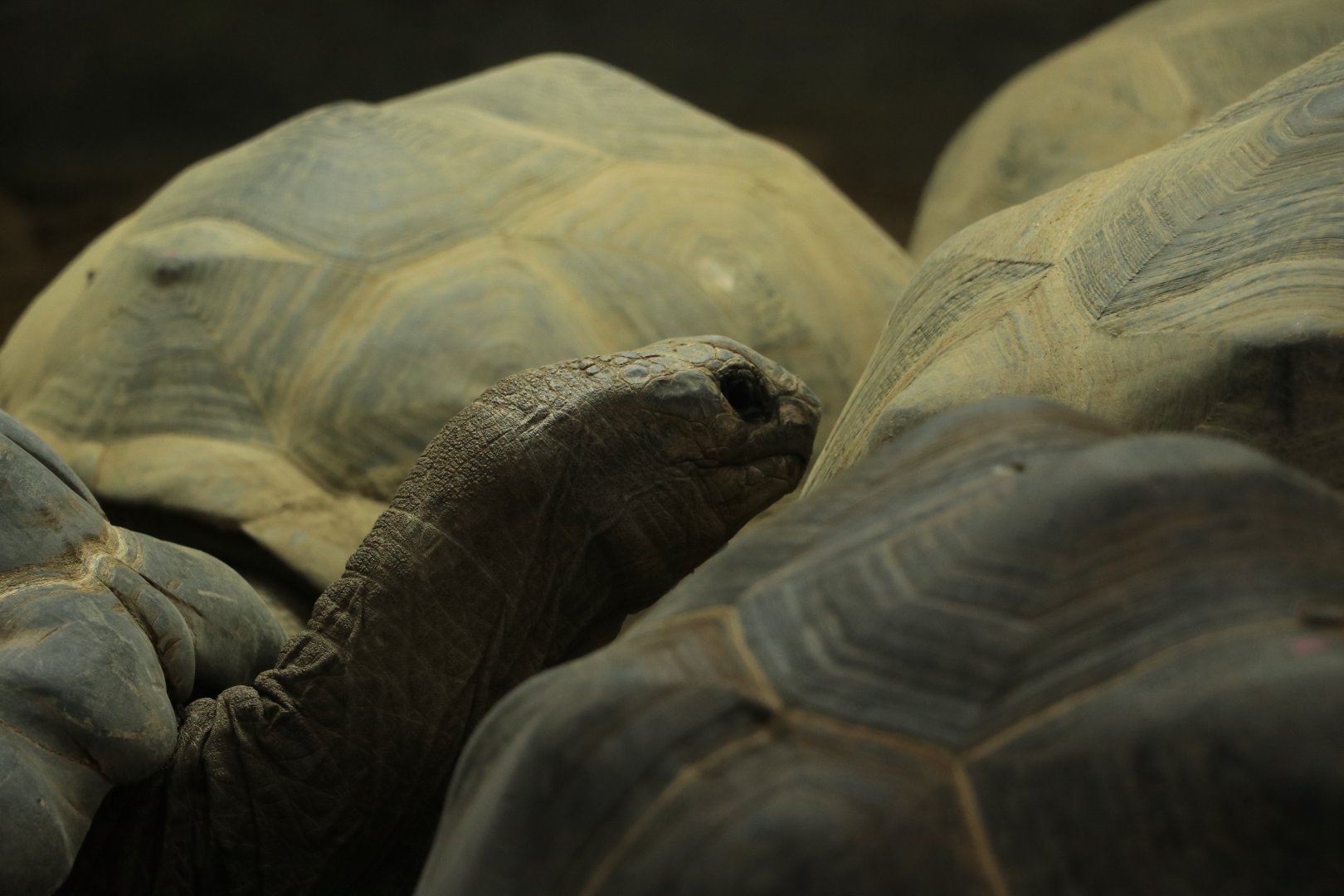 Aldabra giant tortoise (Aldabrachelys gigantea) in Dierenpark Amersfoort October 2020