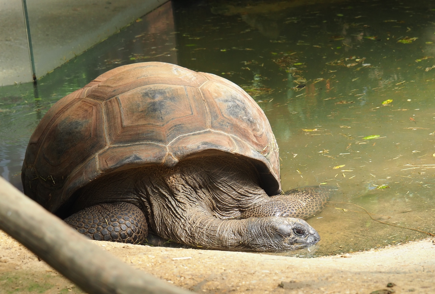 Aldabra giant tortoise (Aldabrachelys gigantea) in the water