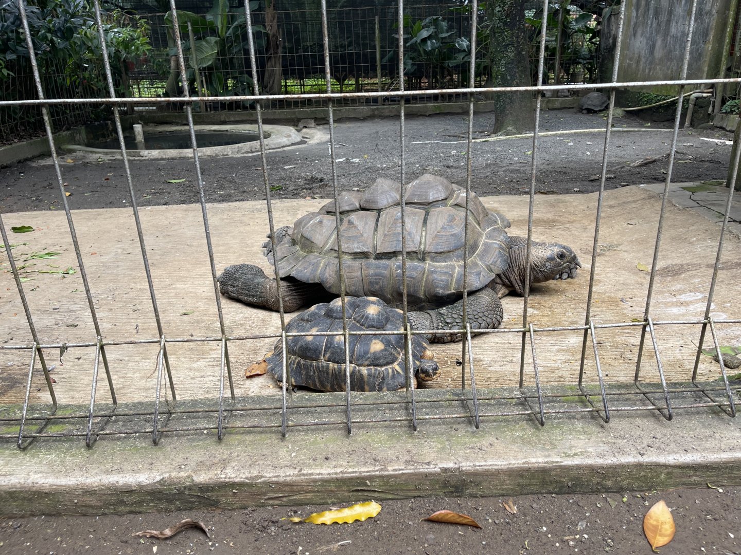 aldabra giant tortoise (aldabrachelys gigantea) & radiated tortoise (astrochelys radiata)