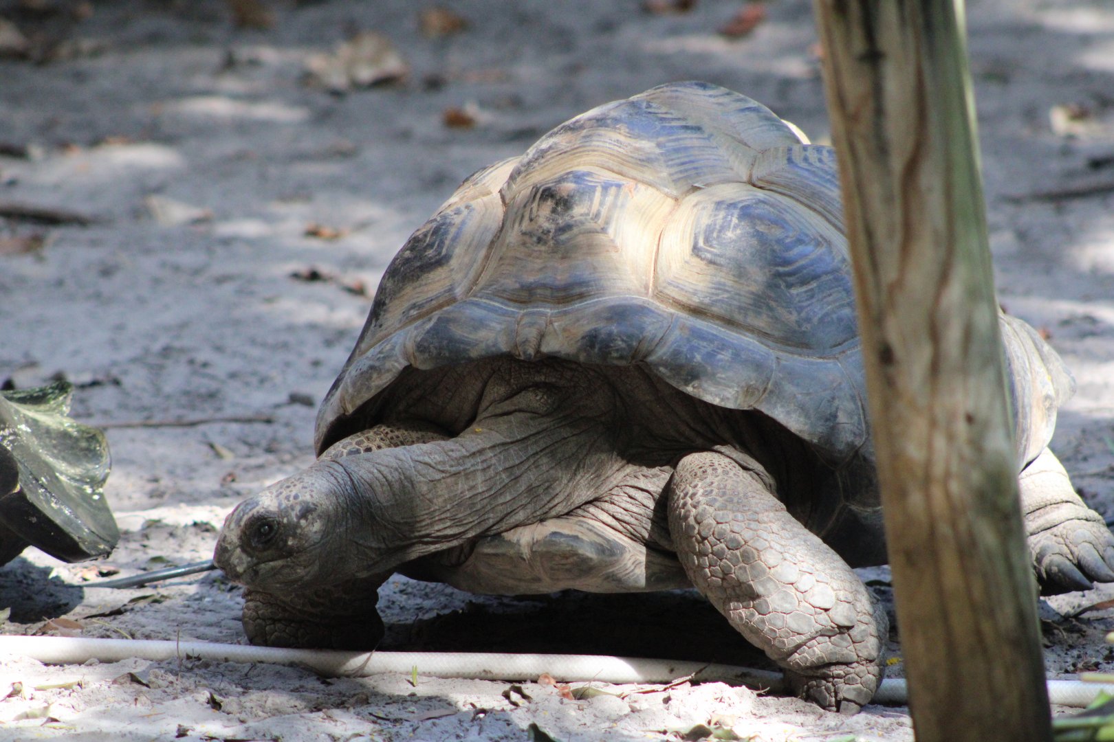 Aldabra Giant Tortoise (Aldabrachelys gigantea ssp.)