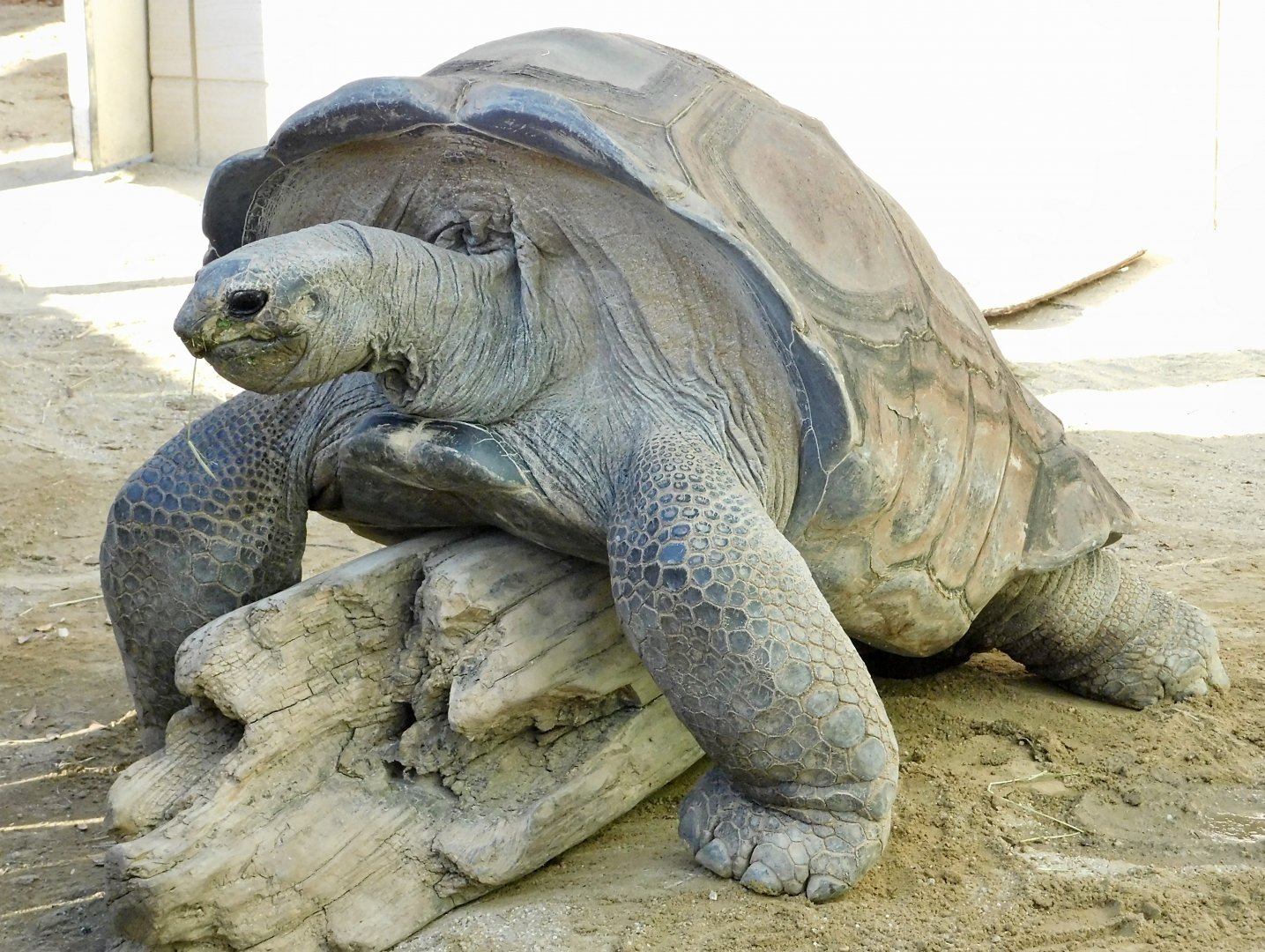 Aldabra Giant Tortoise (Aldabrachelys gigantea) - Tobu Zoo November 15, 2025