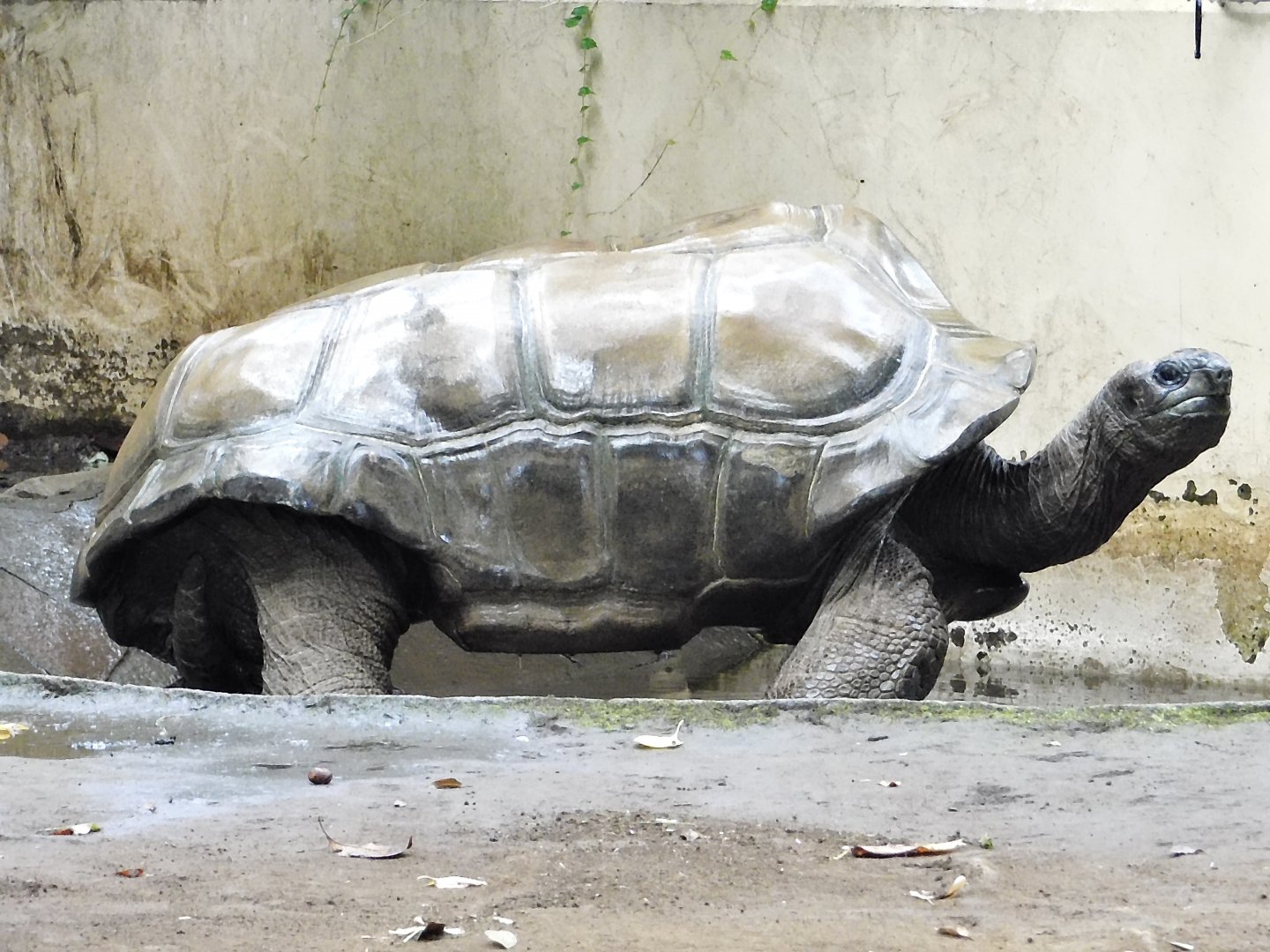 Aldabra Giant Tortoise (Aldabrachelys gigantea) - Yumemigasaki Zoological Park October 12, 2025